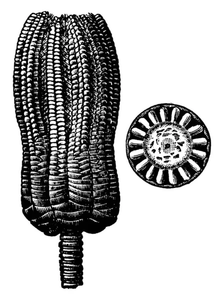 Остатки Животных Растений Превращенные Окаменелости Рисунок Винтажных Линий Гравировка — стоковый вектор