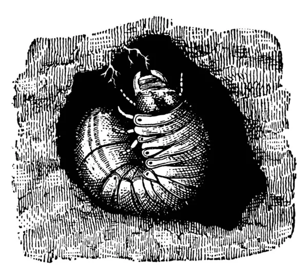 5月のビートルは 6月の虫としても知られている光沢のある翼のカバーを持つ赤褐色の甲虫です この図は 5月ビートルの幼虫 ヴィンテージライン図面や彫刻イラストを表します — ストックベクタ