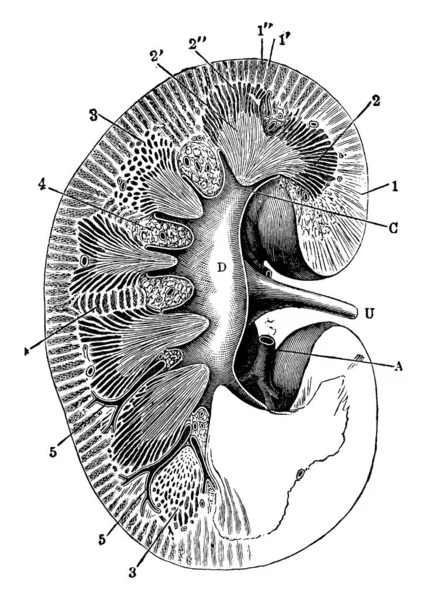 Querschnitt Der Niere Ist Ein Bohnenförmiges Organ Das Bei Wirbeltieren — Stockvektor