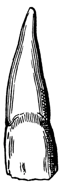 Типичное Изображение Резца Зуба Узкими Краями Передней Части Рта Приспособленного — стоковый вектор