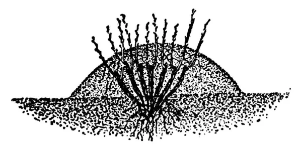 Зображення Кургану Дрібних Гілок Стебел Малювання Вінтажної Лінії Або Гравірування — стоковий вектор