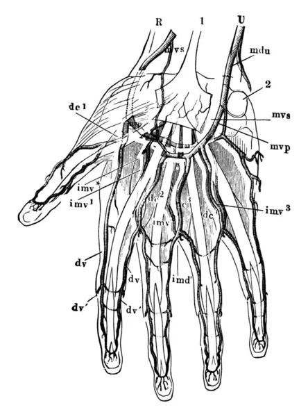 Representa Las Comunicaciones Anastomosis Las Diferentes Arterias Las Ramitas Terminales — Archivo Imágenes Vectoriales