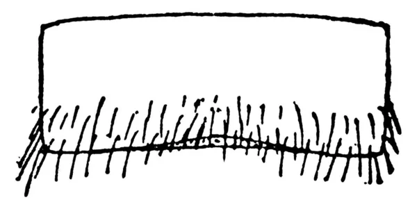 Изображение Буффало Цереза Бубалус Кончик Живота Рот Рисунок Винтажной Линии — стоковый вектор