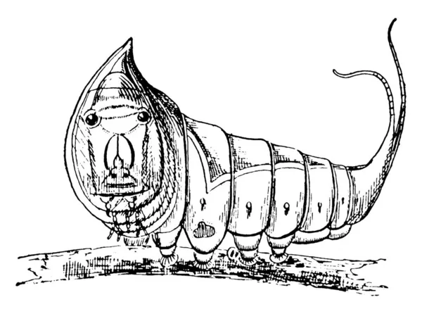 Гусеница Является Личиночная Стадия Члена Ордена Lepidoptera Рисунок Винтажной Линии — стоковый вектор