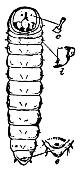 Larva Druhu Isosoma Tritici Jeho Tělo Segmentované Skvrnité Vinobraní Čáry — Stockový vektor