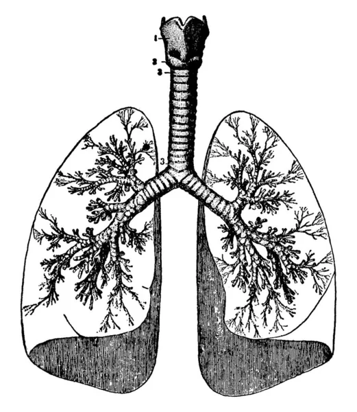Image Human Lungs Dome Shape Joined Trachea Carina Point Vintage — Stock Vector