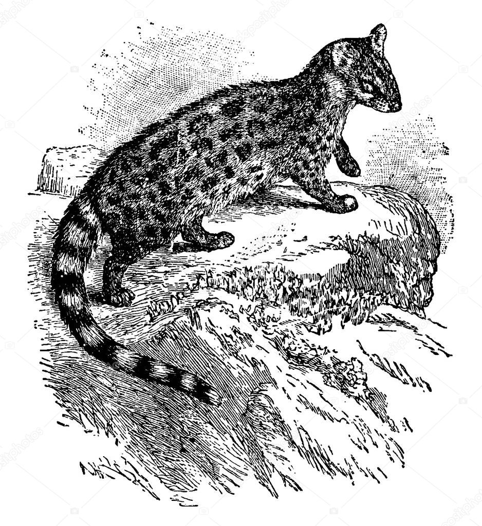 The fur of this species is of a dark grey color, darkly spotted with black, and having a dark streak along the back. Its tail is nearly as long as the body and prettily ringed with black and white colours, vintage line drawing or engraving illustrati