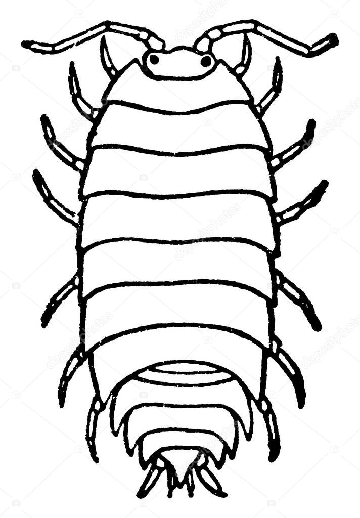 Woodlice are crustaceans with a rigid, segmented, long exoskeleton and fourteen jointed limbs. They form the suborder Oniscidea within the order Isopoda, with over 3, 000 known species, vintage line drawing or engraving illustration.