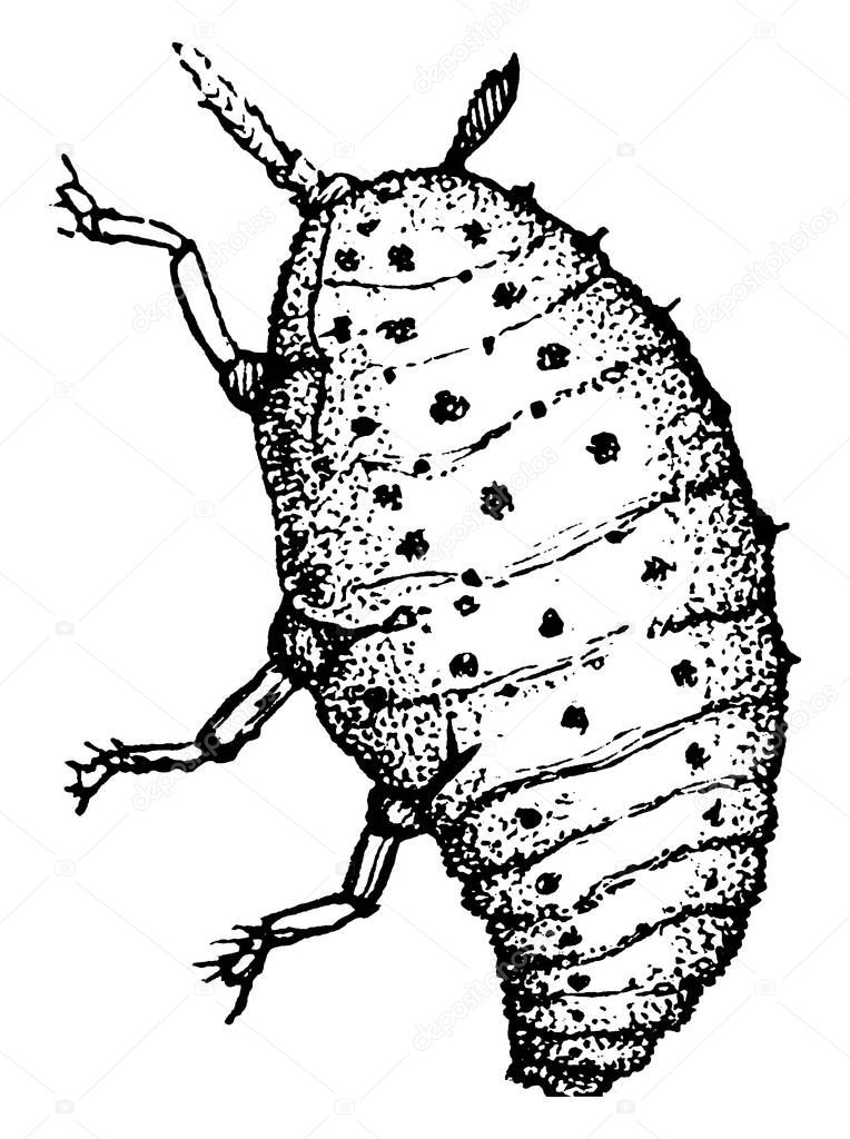 Figure showing grape gall louse, it is a type of insect which attacks only grape vines and kills them slowly but surely by attacking their roots, vintage line drawing or engraving illustration.