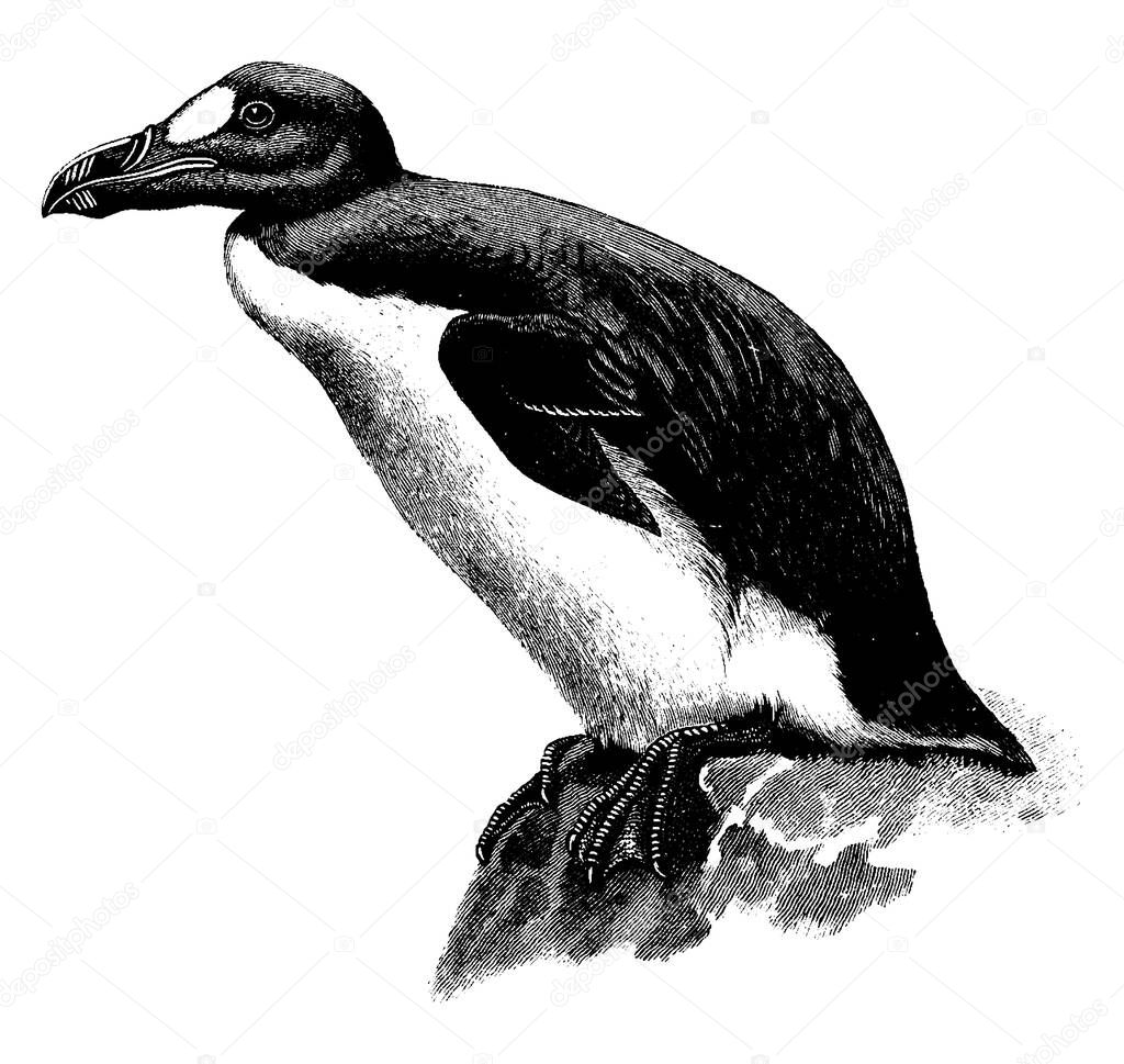 The Great auk is a flightless seabird extinct since 1844. Great auks belonged to the family Alcidae, and also called garefowl., vintage line drawing or engraving illustration. 