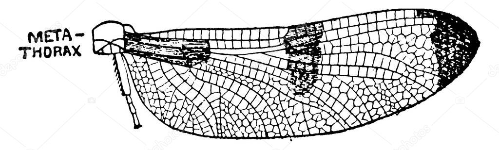 The body section of Mayfly after the head is called thorax, this diagram show Metathorax section of thorax., vintage line drawing or engraving illustration. 