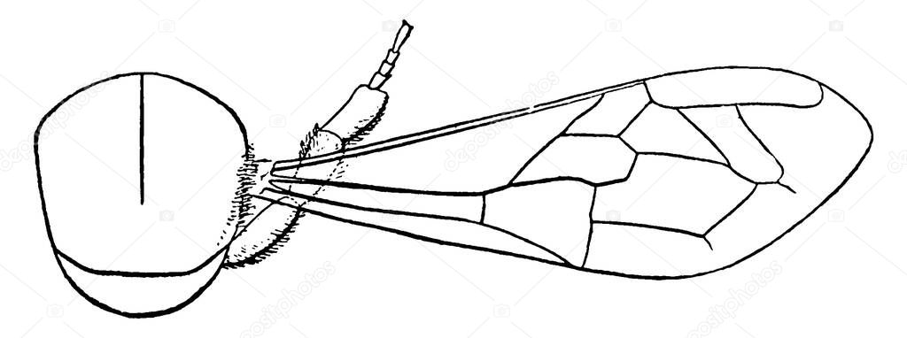 A Honey Bee is a eusocial, flying insect in the family Apidae, they lives in colonies. This figure represent Mesothorax of Honey Bee, vintage line drawing or engraving illustration.