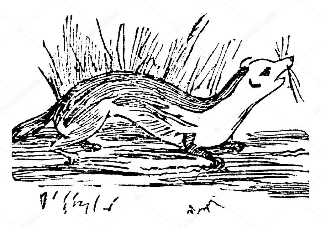 The martens constitute the genus Martes within the subfamily Mustelinae, in the family Mustelidae, vintage line drawing or engraving illustration.