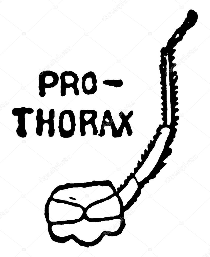 The body section of Mayfly after the head is called thorax, this diagram show prothorax section of thorax., vintage line drawing or engraving illustration. 