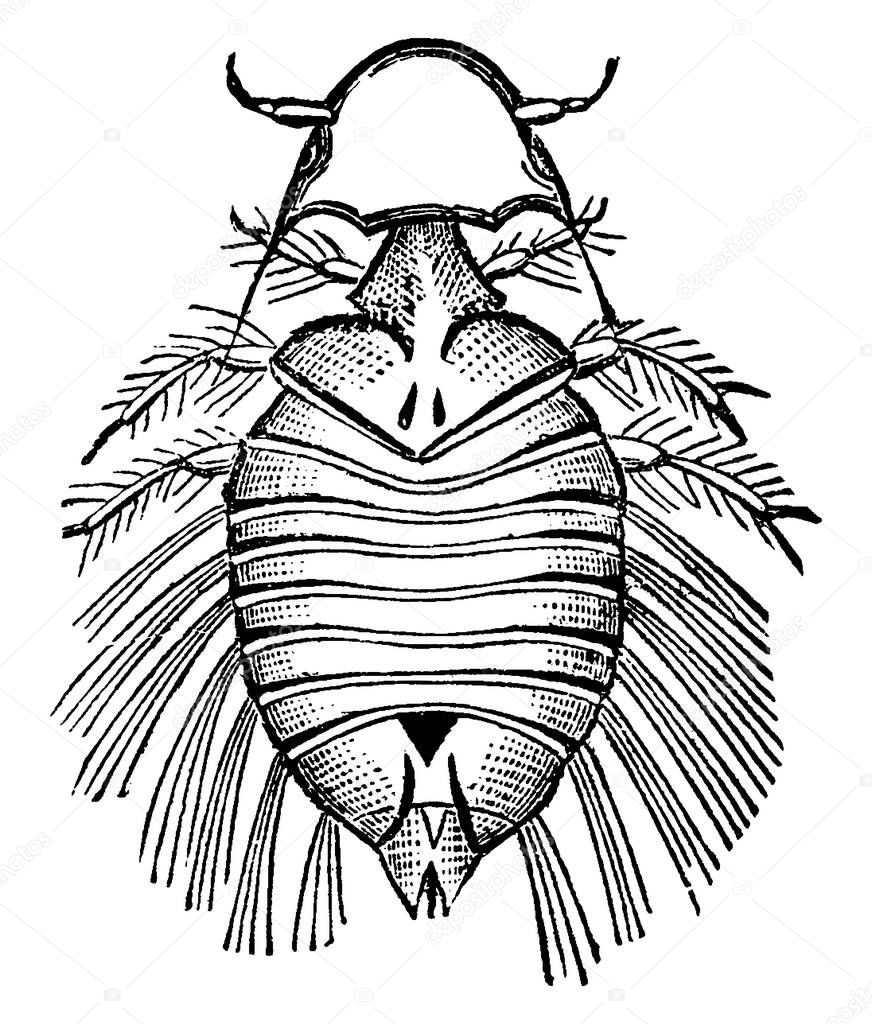 Image of a Turkey louse , vintage line drawing or engraving illustration.