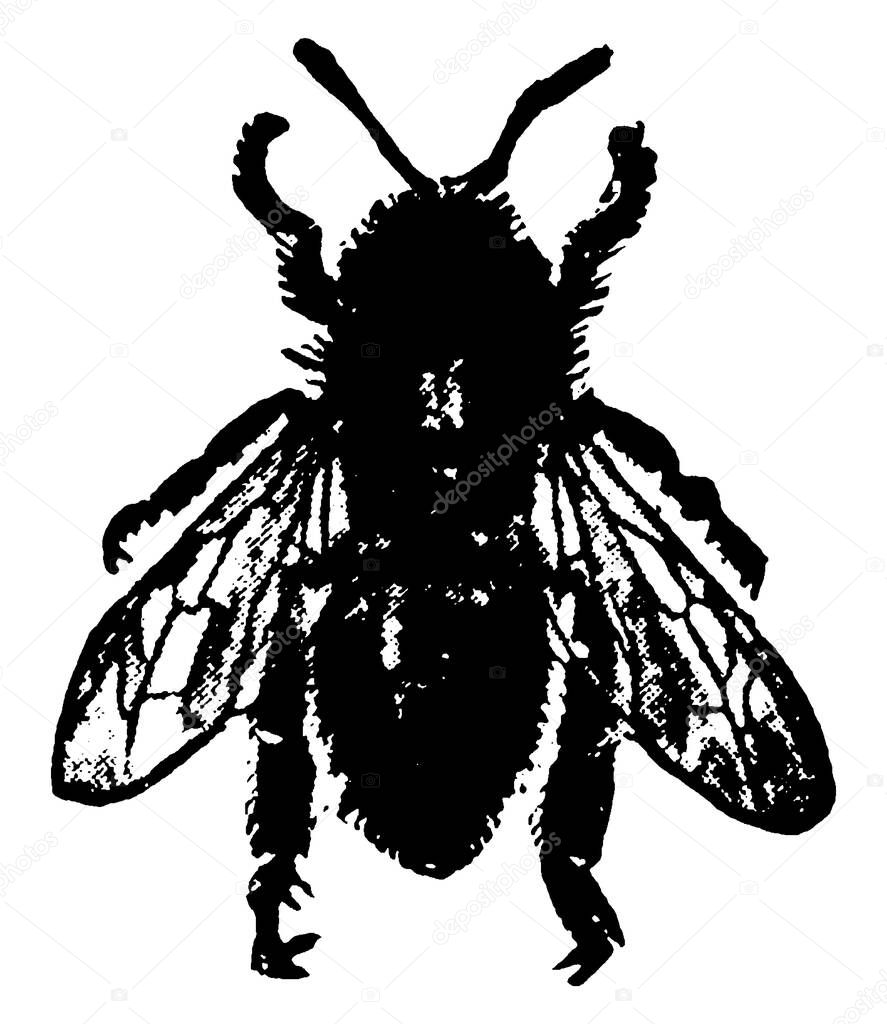 A Honey Bee is a eusocial, flying insect in the family Apidae, they lives in colonies. This figure represent worker of Honey Bee, vintage line drawing or engraving illustration.