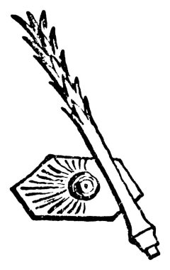 Arkeocidaris Urif Flem 'in tipik bir temsilidir (omurga ve ara plaka); Karbonifer, İrlanda, desenli, klasik çizgi çizimi veya gravür çizimi gibi görünen bir altıgen..