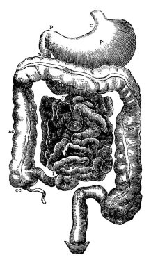 A typical representation of the abdominal part of the alimentary canal, in the human digestive system, with its parts labelled, vintage line drawing or engraving illustration. clipart