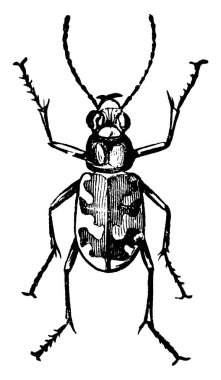 Cicindela generosa böceğinin resmi, klasik çizgi çizimi veya gravür çizimi.