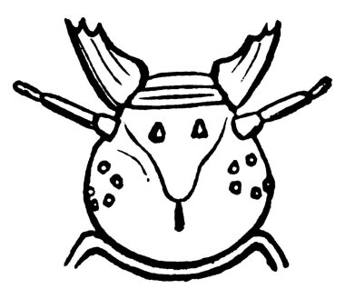 Deri Böcek siyah renklidir ve kendi ağırlıklarının 50 katını çekebilirler, klasik çizim ya da gravür çizimi.