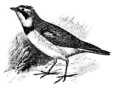 Alaudidae familyasından bir kuş. Tarlakuşu, klasik çizim ya da gravür çizimi..