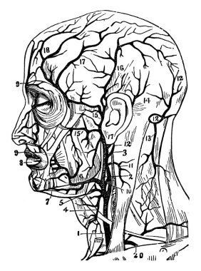 Atardamarlar, oksijen zengini kanı kalpten dokulara, klasik çizgi çizimlerine veya resimlere götüren kan damarlarıdır..