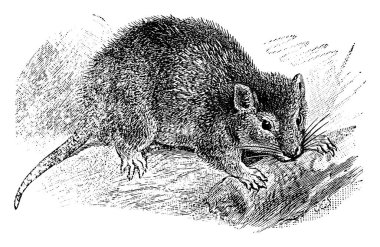Sivri burunlu ve küçük yuvarlak kulaklı bir fare, çalıları kemiriyor, eski bir çizim ya da gravür çizimi.