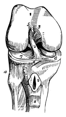 Diz eklemi, menteşe tipi sinoviyal eklem. Bu eklem uyluk kemiğini, incik kemiğini, incik kemiğini ve diz kapağını bir arada tutar..