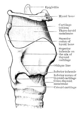 Gırtlağın kıkırdak ve bağlarının profil görüntüsü, parçalarının etiketi, klasik çizgi çizimi veya kabartması.