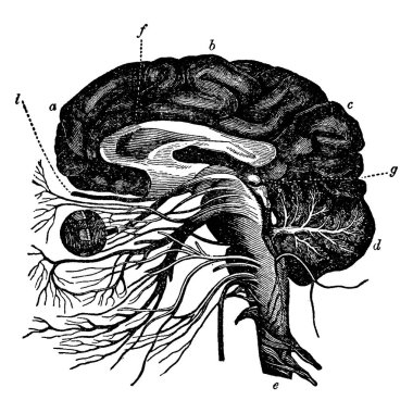 Benzer iki üçgenin gösterildiği bir diyagram, vintage çizgi çizimi veya gravür çizimi.