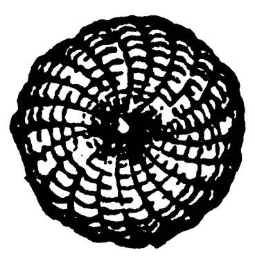 Türlerin güvesinin büyük ve dairesel şekilli yumurtaları, Heliothis armiger, vintage çizgi çizimi veya kabartma çizimi.