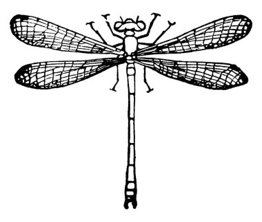 Bir tarım böceğinin yapısı, bağbozumu çizimi veya kabartma çizimi.