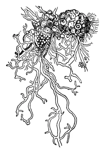 Typical Representation Hypothalline Condition Lecanora Cinera Showing Origin First Cortical — Stock Vector