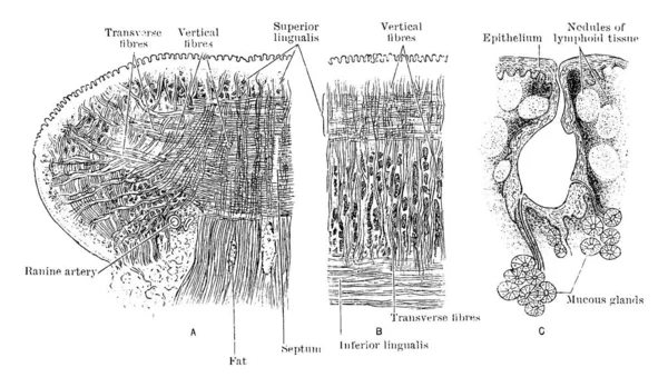 Las Secciones Lengua Sección Vertical Transversal Longitudinal Través Lengua Folículo — Vector de stock