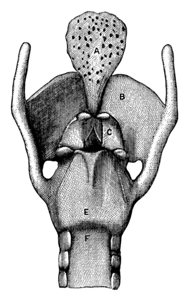 Epiglottis 갑상선 모양의 코이드 관악기 윗부분의 빈티지 선그리기 그림그리기 — 스톡 벡터