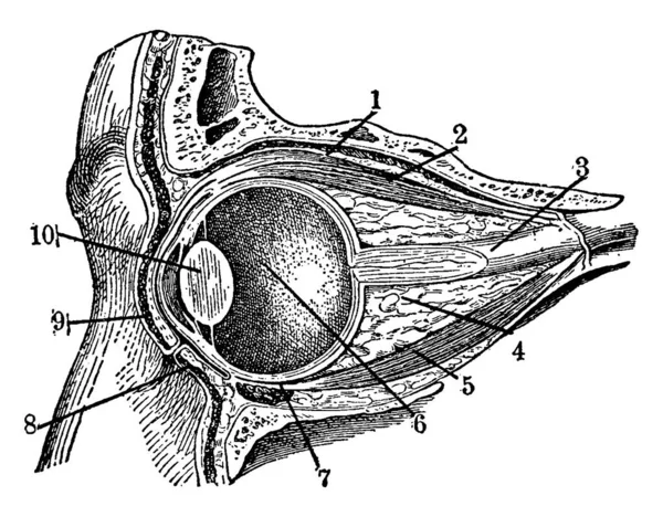 Изображение Показывающее Анатомию Глазного Яблока Мышц Вокруг Рисунок Винтажной Линии — стоковый вектор