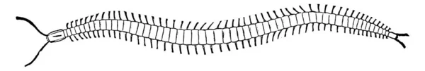 Centopeia Artrópodes Predáceos Longos Achatados Multissegmentados Pertencentes Classe Chilopoda Desenho — Vetor de Stock