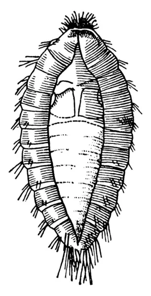 Una Representación Típica Pupa Dentro Piel Larva Una Polilla Búfalo — Archivo Imágenes Vectoriales