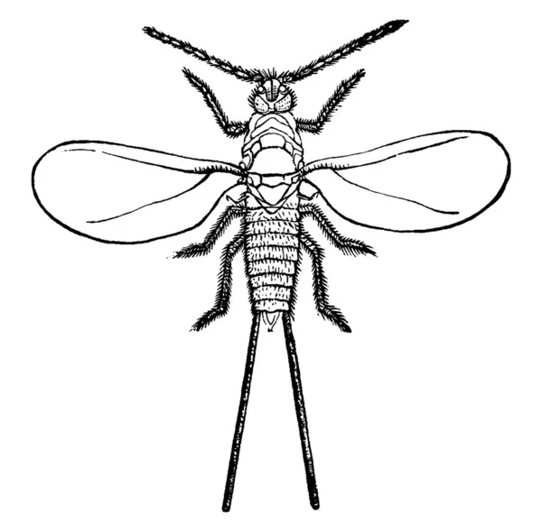 长毛象科的有翅的雄性长毛虫 老式线条画或雕刻图解 — 图库矢量图片