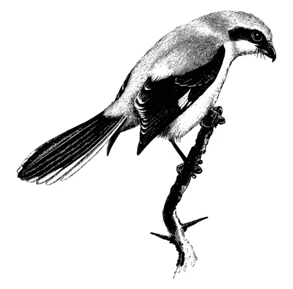 Great Grey Shrike Een Grote Zangvogel Met Middelgrote Staart Wit — Stockvector