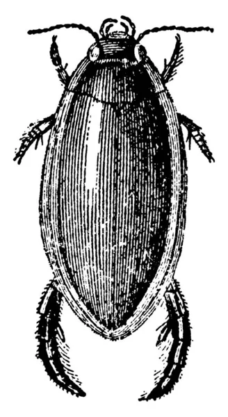 Dytiscus Harminieri Género Escarabajos Depredadores Buceadores Que Generalmente Viven Humedales — Archivo Imágenes Vectoriales