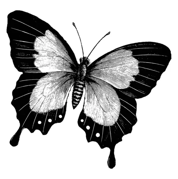 蝶は飛ぶことができ その食べ物のために蜜の上に座ることができる昆虫であり ヴィンテージラインの絵や彫刻イラスト — ストックベクタ