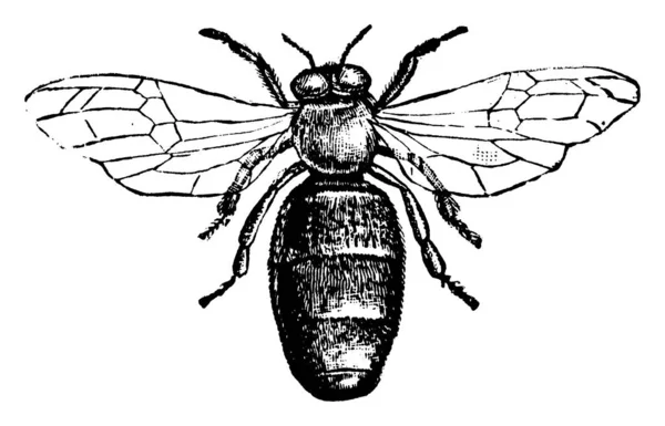 Dron Včelí Samec Rozdíl Včelí Dělnice Drony Postrádají Žihadla Neshromažďují — Stockový vektor