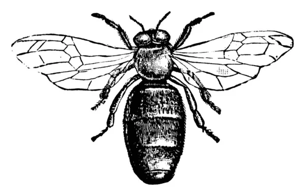 Drone Uma Abelha Macho Contrário Abelha Trabalhadora Drones Não Têm — Vetor de Stock
