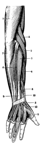 手后部 前臂和下半部手臂肌肉的典型表现 如在解剖皮肤时暴露出来的 老式线条画或雕刻图解 — 图库矢量图片