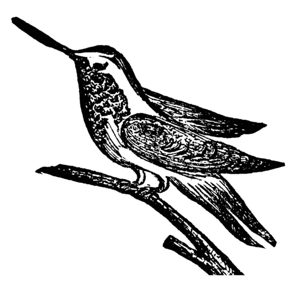 벌새는 아메리카 원주민 조류이며 생물과 Trochilidae 빈티지선 그리기 삽화를 — 스톡 벡터
