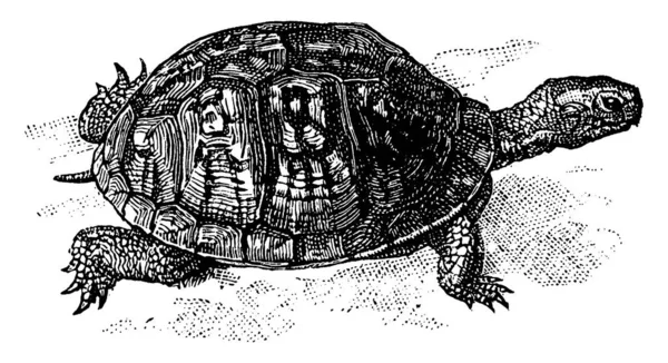 Tortoise Genus Terrapene Having Plastron Hinged Shell Can Made Close — Stock Vector