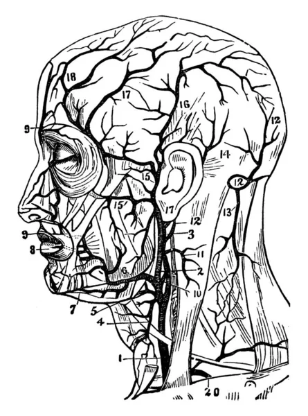 動脈は酸素が豊富な血管で心臓から体の組織 ヴィンテージラインの図面や彫刻イラストに酸素が豊富に含まれています — ストックベクタ