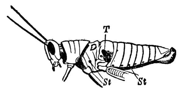 Lateral View Grasshopper Its Parts Labeled Representing Stigmata Tympanal Organ — Stock Vector