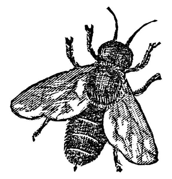 ハチは ワップやアリに関連する昆虫を飛んでおり 授粉に重要な役割を果たしており 蜂蜜や蜂のワックスを生産するための最もよく知られた種です 彼らは蜜や花粉 ヴィンテージラインのドローイングや彫刻のイラストを食べます — ストックベクタ